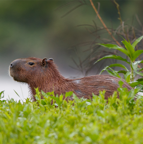 Capibara-en-su-hábitat-natural