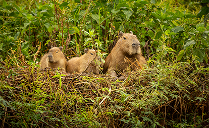 Capibaras de Tiktok