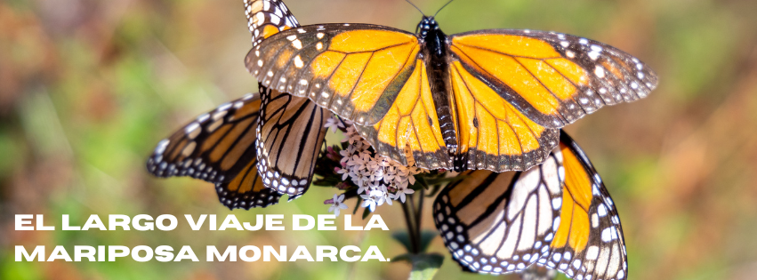 El largo viaje de la Mariposa Monarca.
