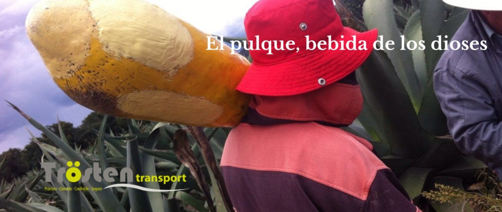 pulque bebida de los dioses